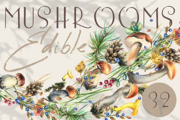 Edible Forest Mushrooms Watercolor: A Practical Review of the Autumn Collection